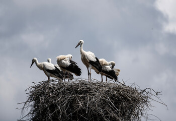 white stork in natural conditions on a sunny summer day