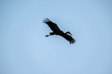 rare black stork against the sky on a sunny summer day