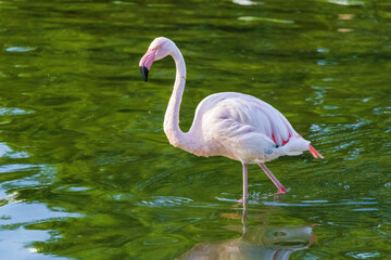 A flamingo is standing in a body of water