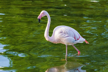 A flamingo is standing in a body of water