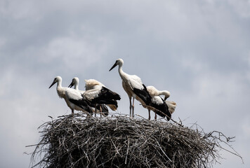 white stork in natural conditions on a sunny summer day