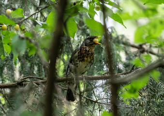 Pied fieldfare eating berries in the forest on a sunny summer day