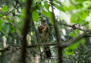 Pied fieldfare eating berries in the forest on a sunny summer day