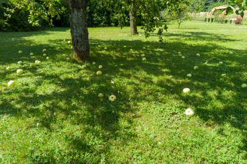 Apple Orchard with Fallen Fruit