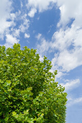 Green Tree with Bright Blue Sky