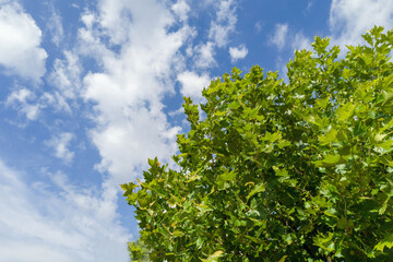 Lush Green Tree Against Blue Sky
