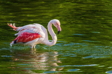 A flamingo is standing in a body of water