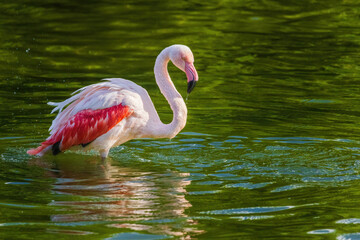 A flamingo is standing in a body of water