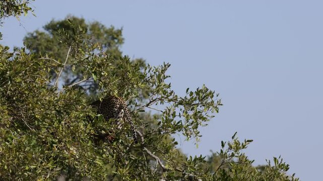 leopard feeding on top of a tree