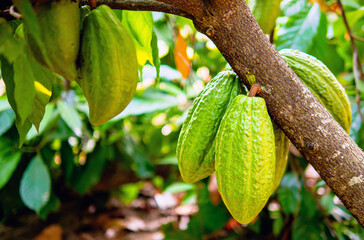 Raw green Cocoa pods grow on trees. The cocoa tree  The cacao fruits, Unripe cocoa cacao tree plant fruit plantation