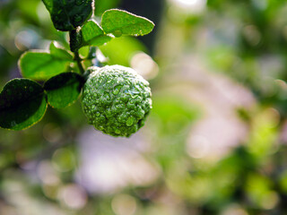 Fresh bergamot fruit  and rain drop on bergamot tree in morning