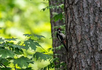 A spotted woodpecker explores the trees while hunting on a sunny summer day