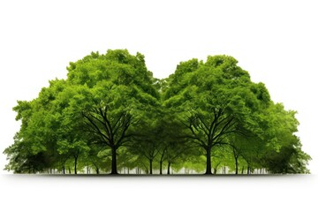 Obraz premium Green Trees forest green tree.