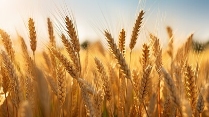 Fototapeta premium golden wheat field