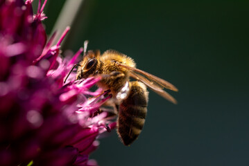 Honey Bee on flower Close up of a large striped bee collecting pollen on a garlic flower on a Sunny bright day.