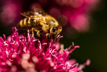 Honey Bee on flower Close up of a large striped bee collecting pollen on a garlic flower on a Sunny bright day.