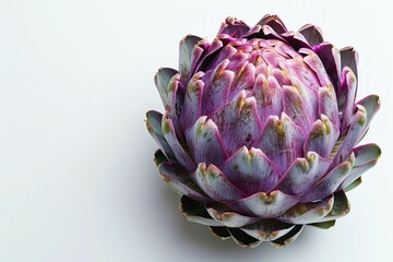 Fototapeta premium Purple Artichoke on White Background