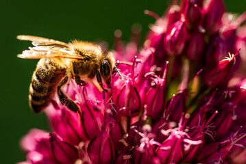 Honey Bee on flower Close up of a large striped bee collecting pollen on a garlic flower on a Sunny bright day.