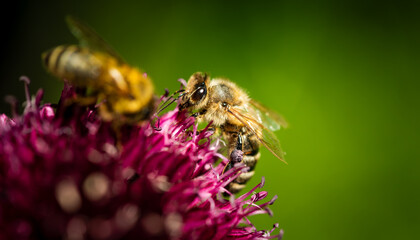Honey Bee on flower Close up of a large striped bee collecting pollen on a garlic flower on a Sunny bright day.