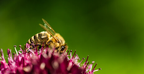 Fototapeta premium Honey Bee on flower Close up of a large striped bee collecting pollen on a garlic flower on a Sunny bright day.