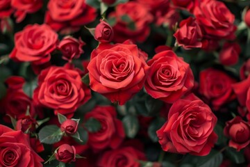 Obraz premium Red Roses Blooming in Garden