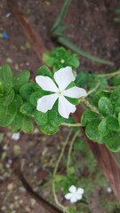 Beautiful Water droplets on a white Madagascar or rosy periwinkle plant (Catharanthus roseus). Flowers are blooming in the rainy season in the garden.