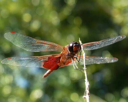 dragonfly on a branch