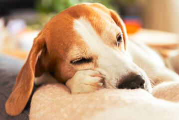 Adorable Beagle peacefully sleeping in cozy sofa, creating a serene atmosphere