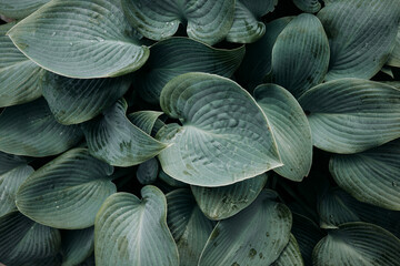 Lush Green Hosta Leaves with Raindrops in a Garden on a Summer Morning. Top View Background Image.