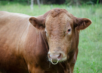brown beef with ring in nose farm agriculture