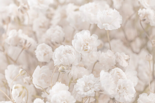 beautiful gypsophila white flowers bouquet romantic wallpaper macro