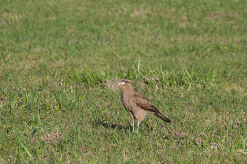 bird of prey on the green grass in the meadow 