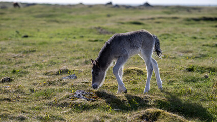 Icelandic horse foal on a meadow