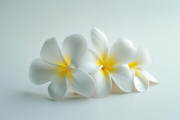 Obraz premium White frangipani flowers on a white background