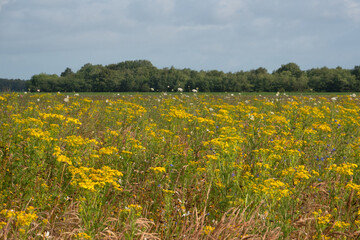 Fototapeta premium A meadow full of Ragwort, a plant that is poisonous to livestock