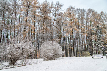 The beginning of winter in the park