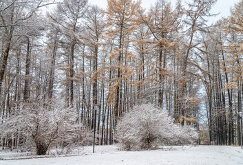 The beginning of winter in the park