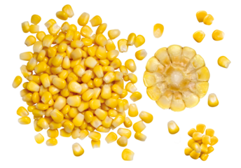 espiga de milho cortada acompanhado de grãos de milho visto de cima isolado em fundo transparente