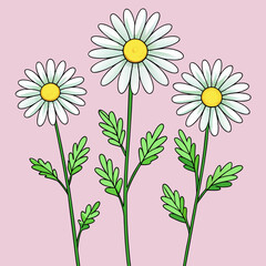 set of blooming chamomile flowers on stems daisy