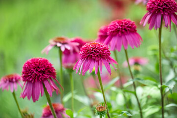 jeżówki ( Echinacea purpurea ) w ogrodzie	
