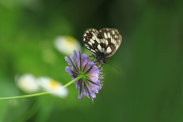 Butterfly on flower, colorful details on wings