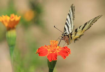 Butterfly Scarce Swallowtail collects nectar on flower