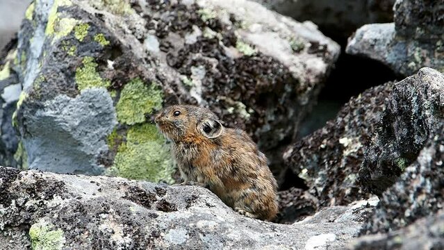 Wild pika at Lake Shikaribetsu, Hokkaido