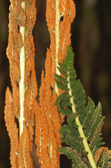 A macro of fertile fronds of cinnamon fern in the developing and complete spore stage. Abstract in nature of contrast, color, shape, and texture.