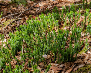 A bright green patch of shining clubmoss, Huperzia lucidula, also called shining firmoss, on the forest floor.