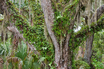 An oak tree covered in fresh green resurrection fern, Pleopeltis polypodioides. The native epiphytic fern will turn brown when dry, and resurrects to green with sufficient moisture.