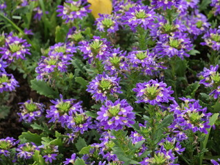 スカエボラの花が咲いている