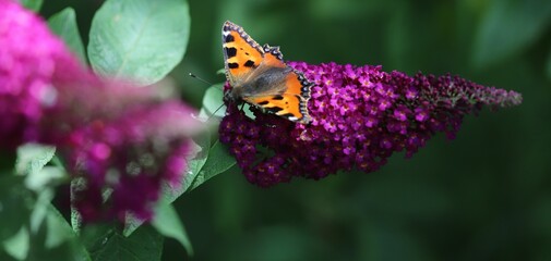 papillon sur fleur de buddleia