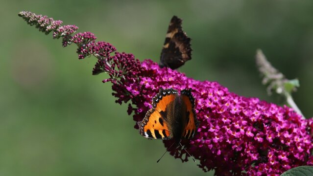 papillon sur fleur de buddleia