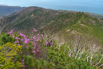 Obraz premium アポイ岳登山 花の百名山 北海道の絶景
